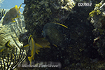 French Angelfish (Pomacanthus paru)